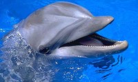 Animal Dental Facts - Image 1