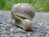 Did you know…a snail has teeth on its ….. - Image 2