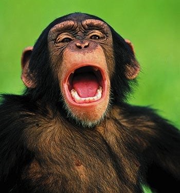 Why do you yawn? (It’s not what you think…) - Image 2